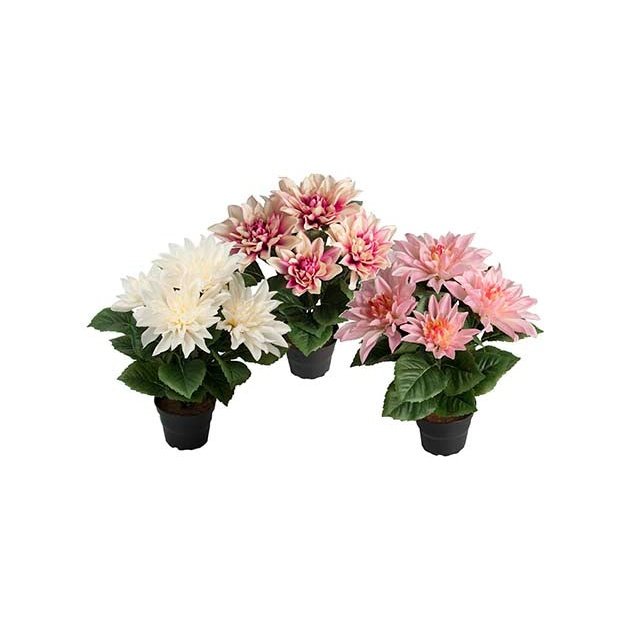 Dahlia liten