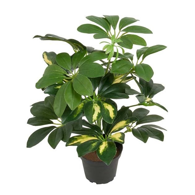 Schefflera