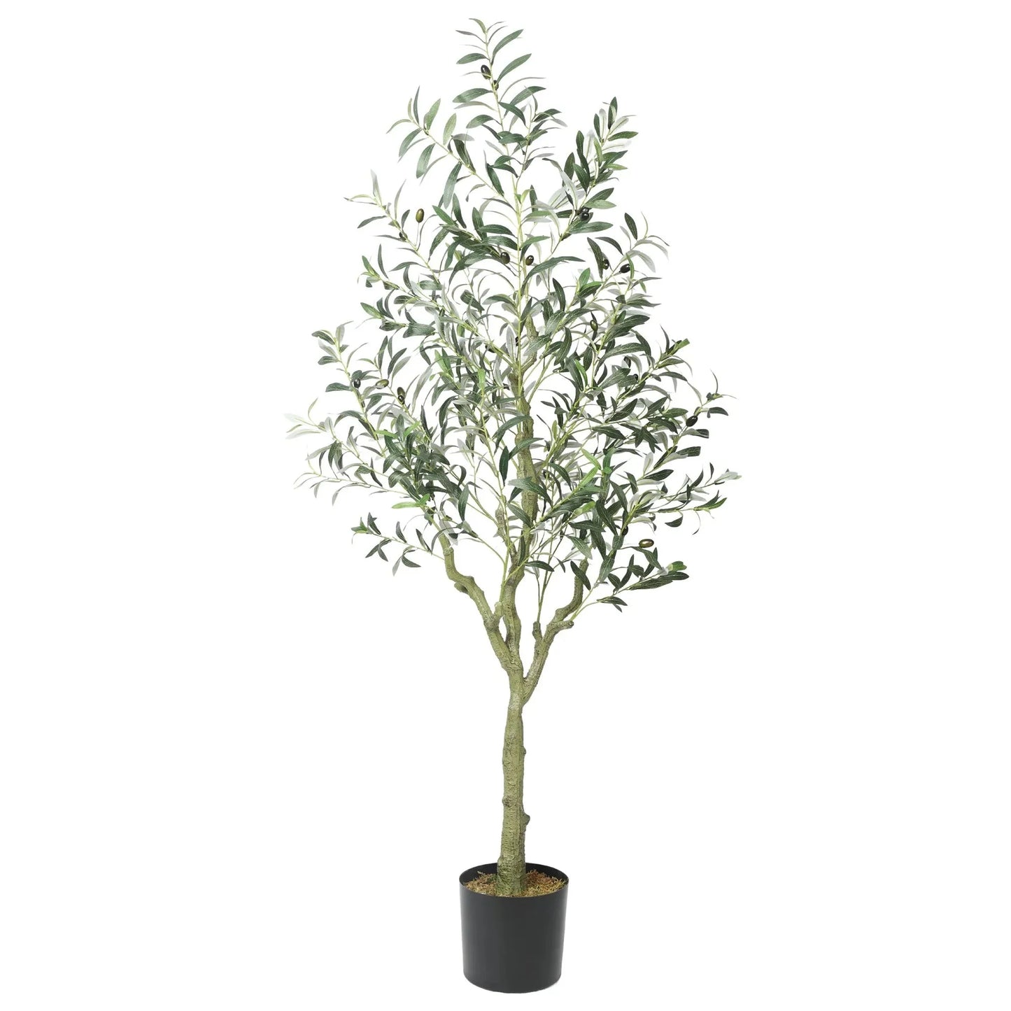 Olive tree with olives Homefactory