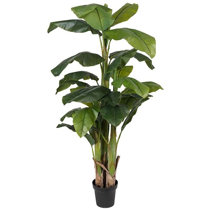 Banantre