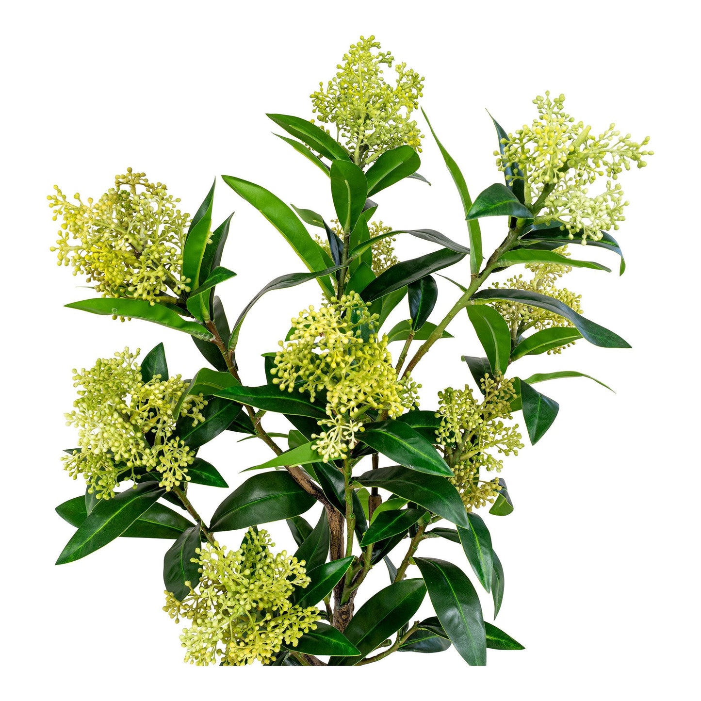 Skimmia Tre