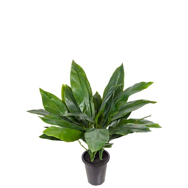 Aspidistra