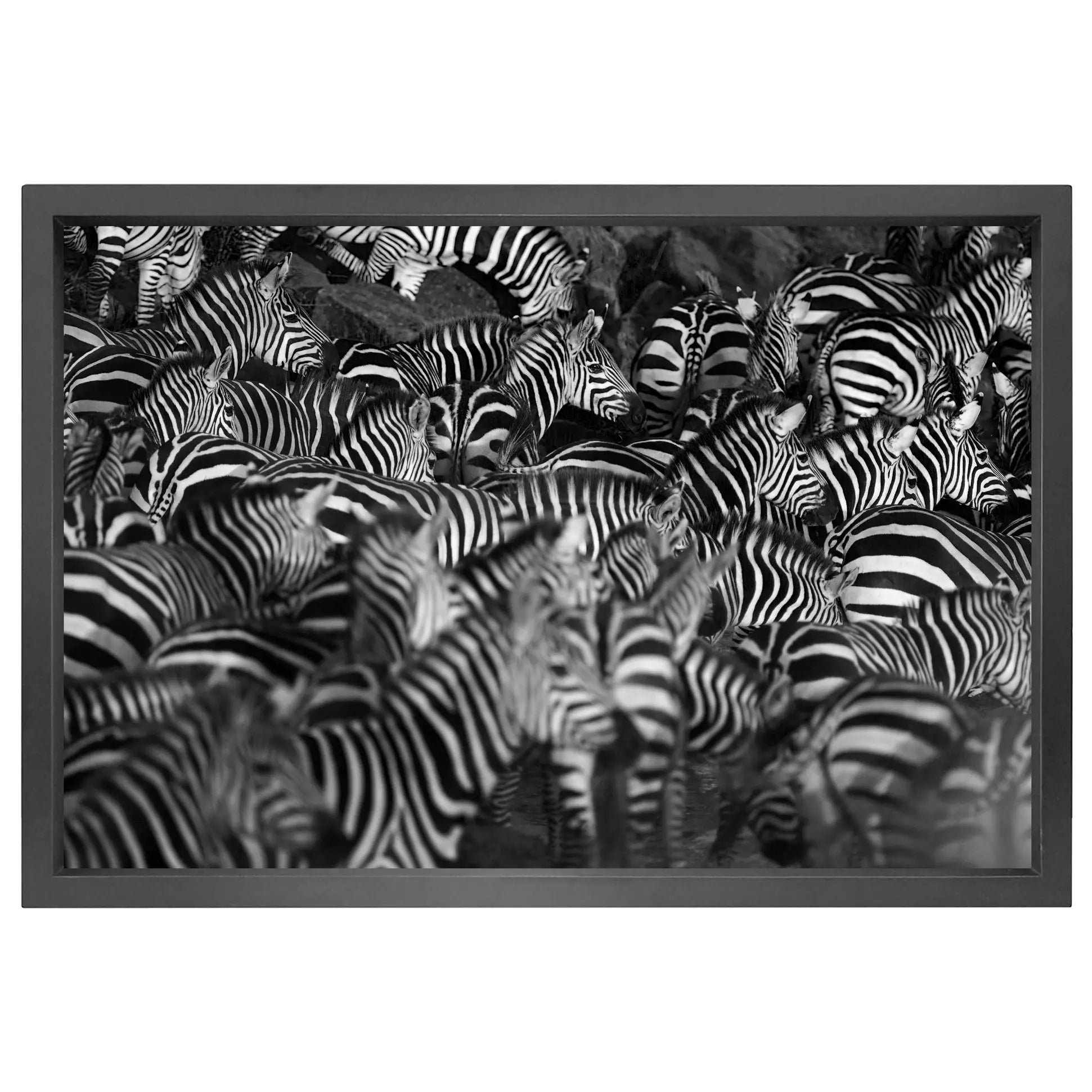 Canvas picture 5cm black frame zebra Homefactory