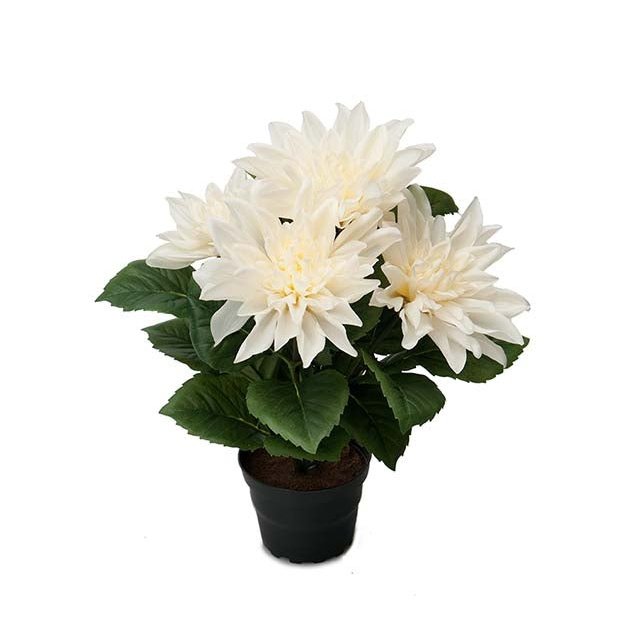 Dahlia liten