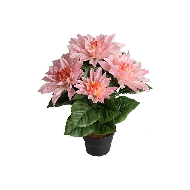 Dahlia liten