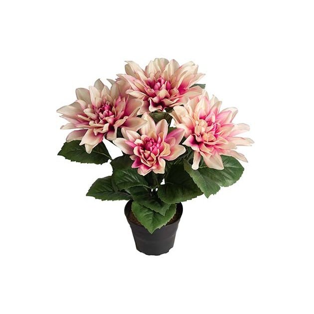 Dahlia liten