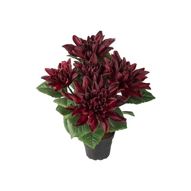 Dahlia liten