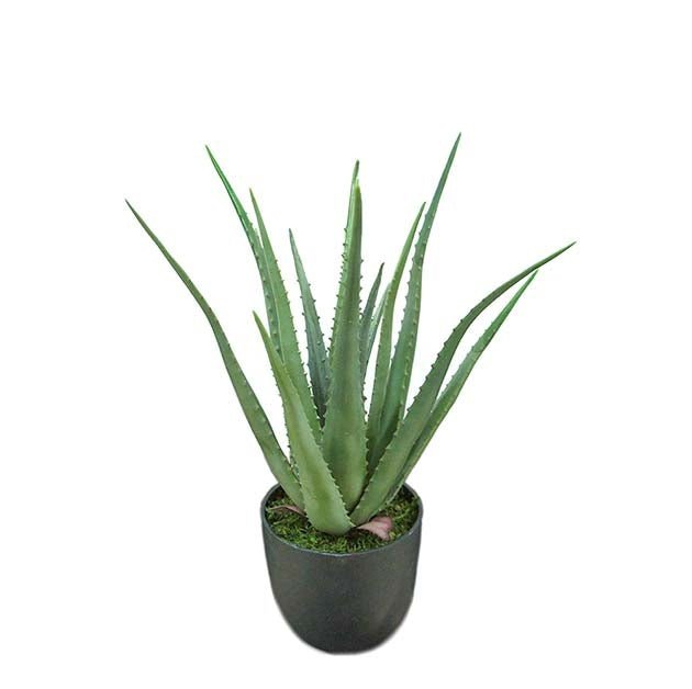Aloe