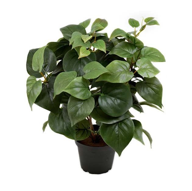 Philodendron