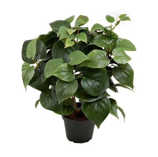Philodendron