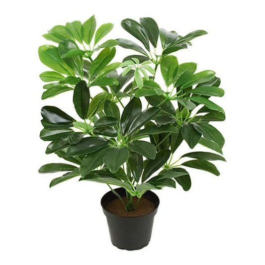 Schefflera