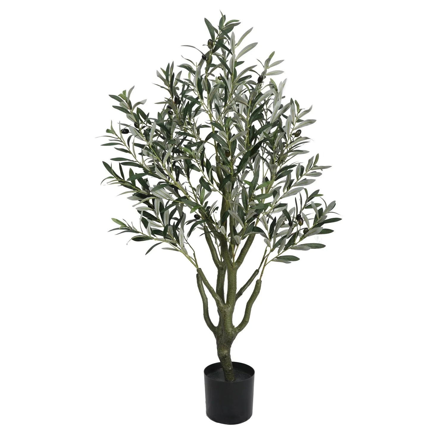 Olive tree with olives Homefactory