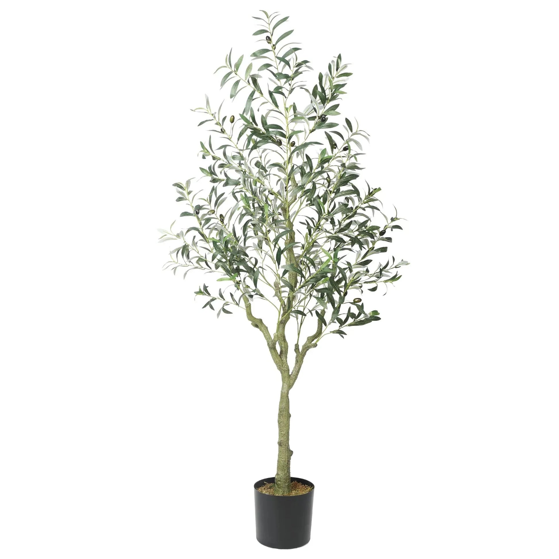 Olive tree with olives Homefactory