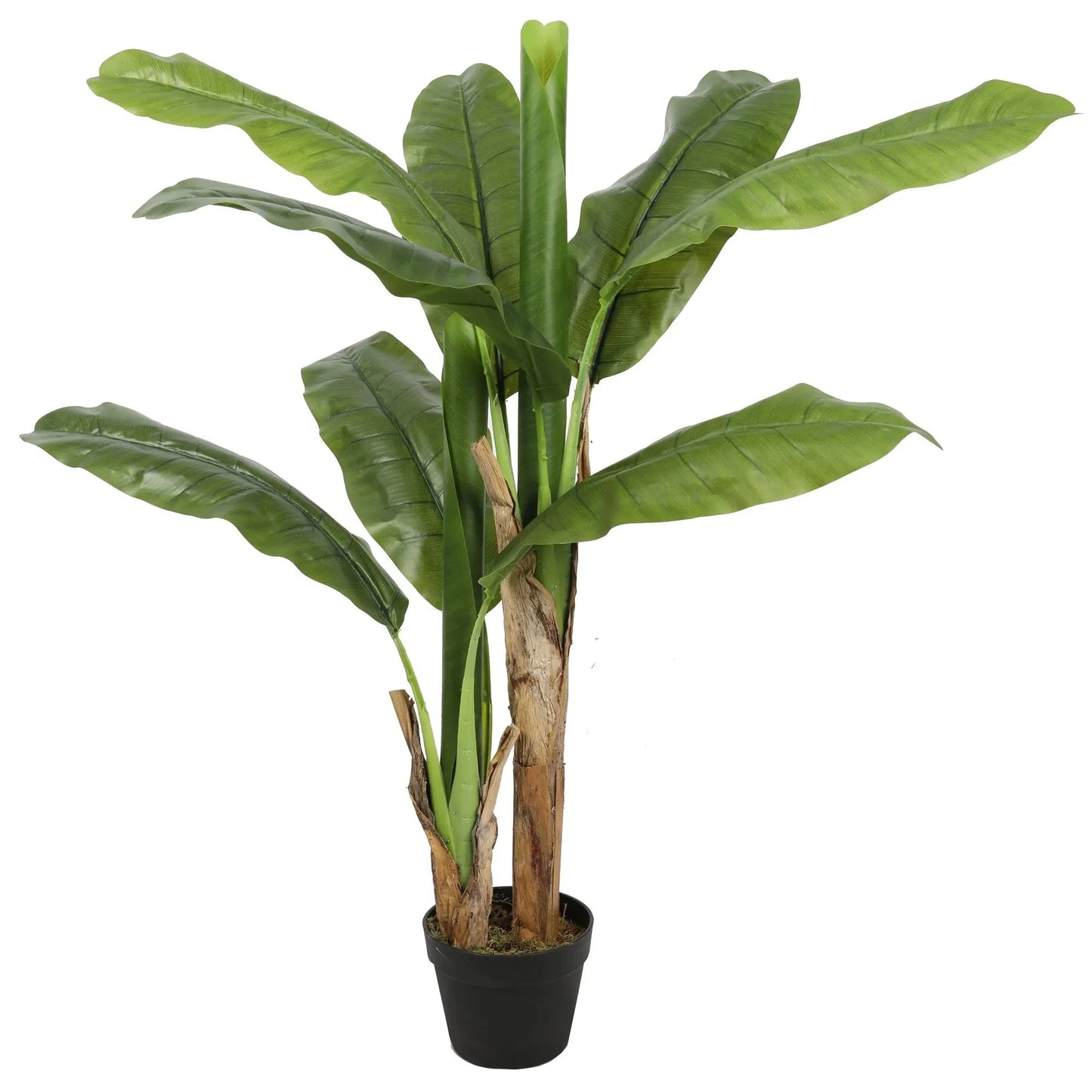 Banana tree Homefactory