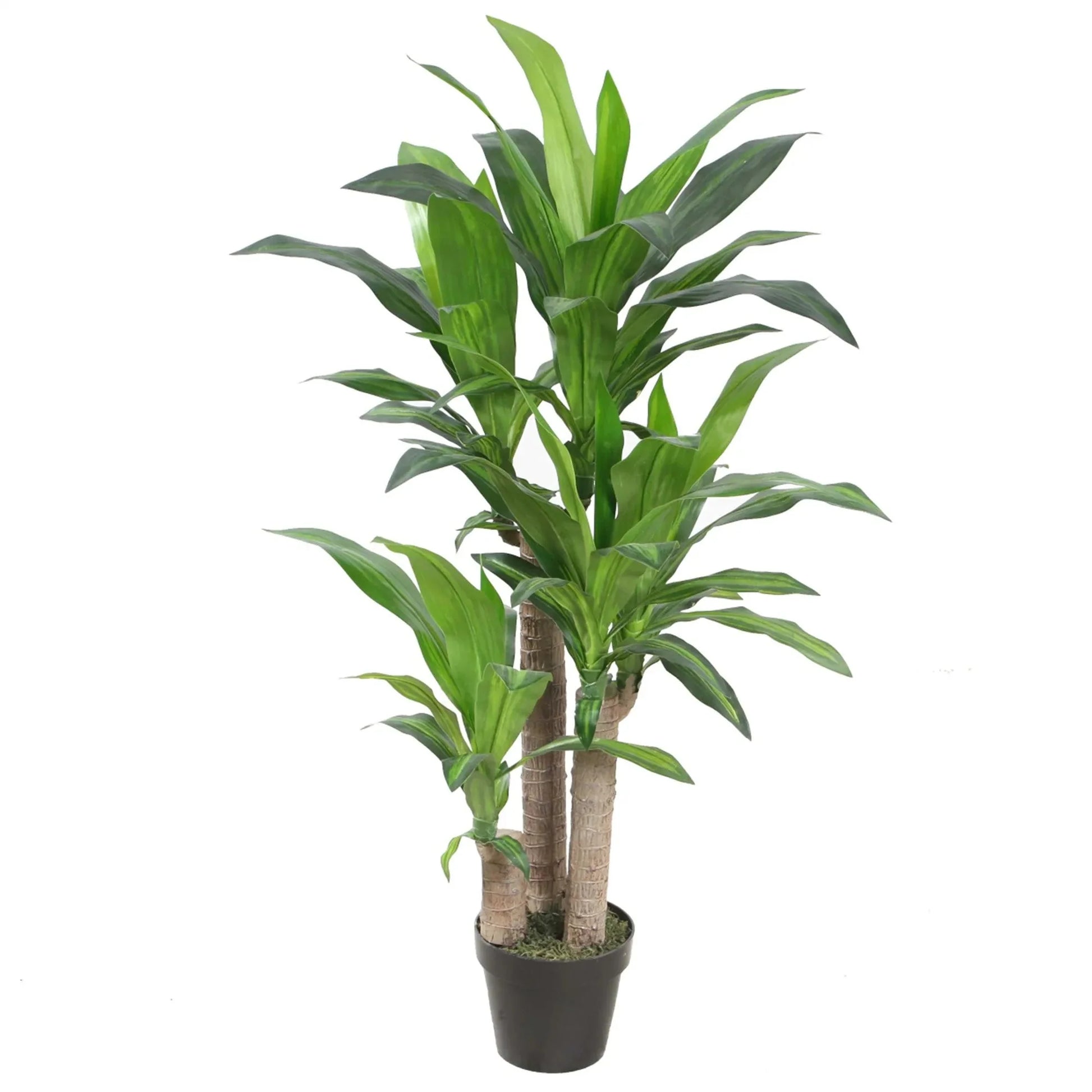 Premium Dracaena Tree Homefactory