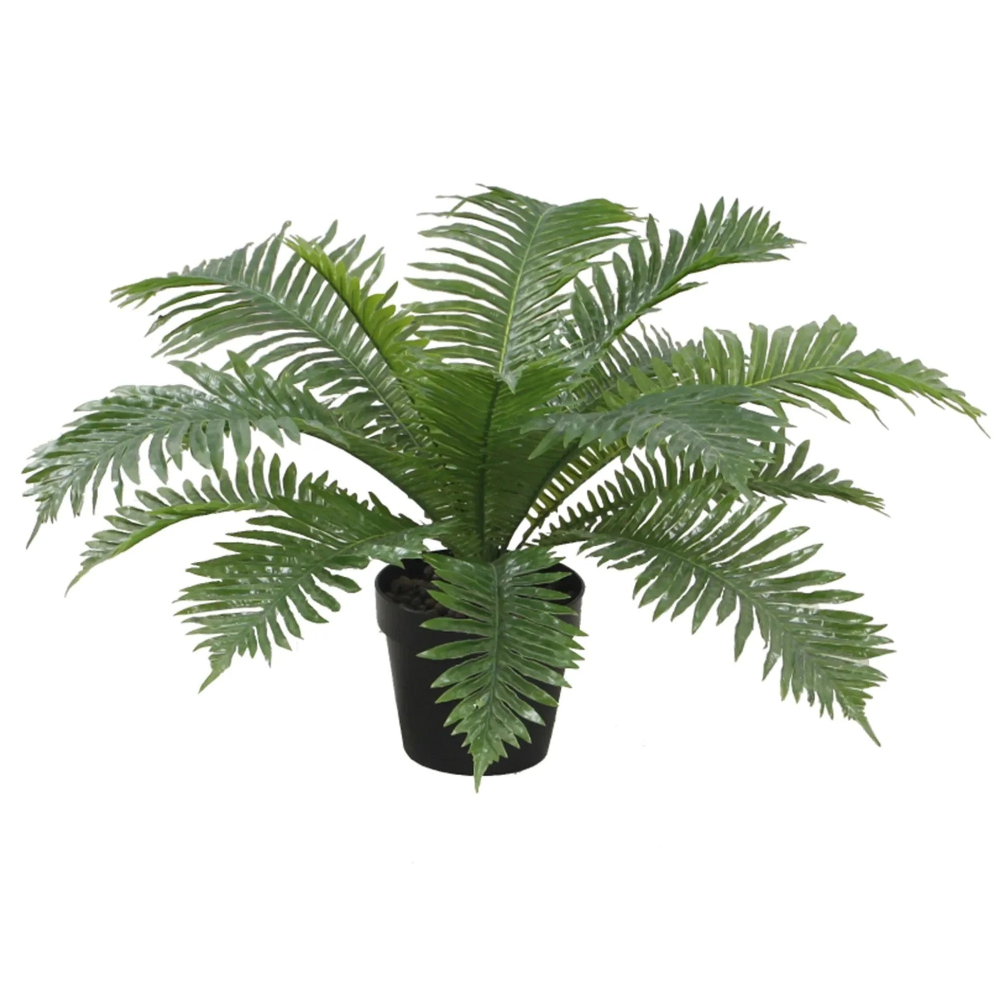 Exclusive Boston Fern Homefactory