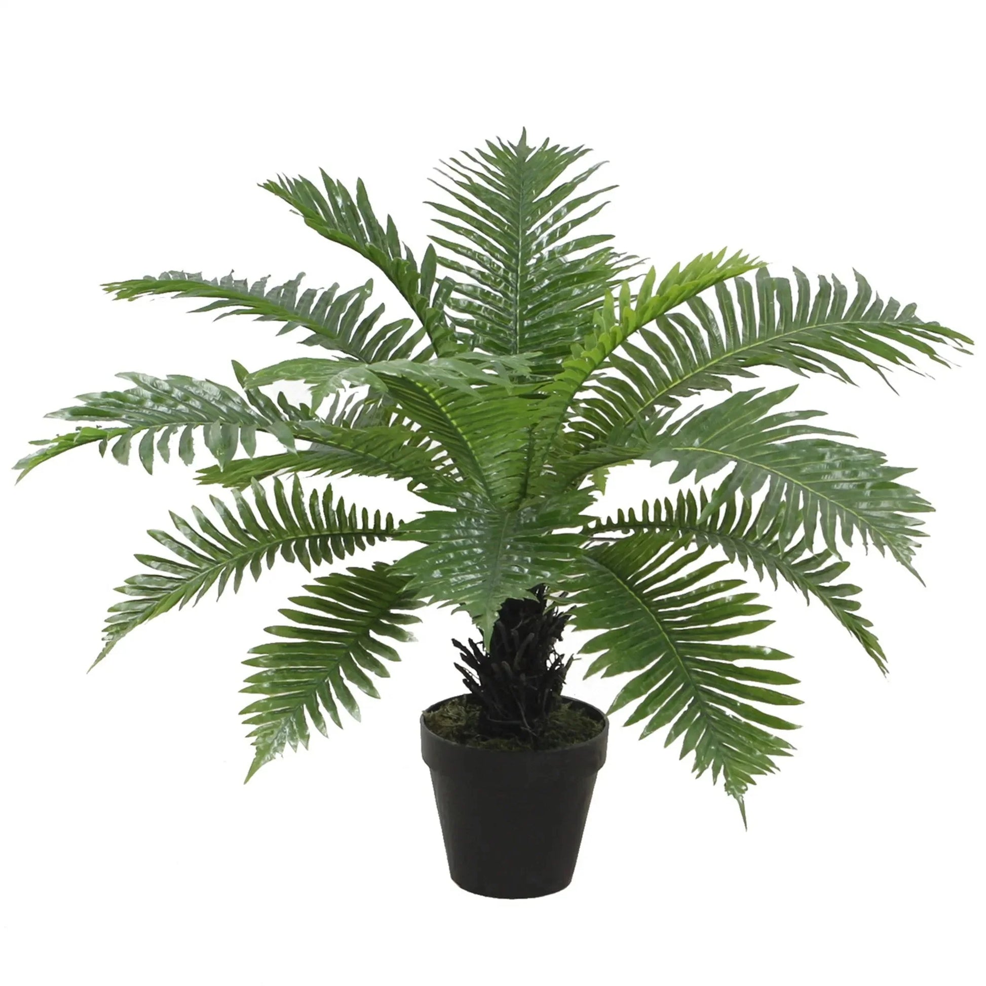 Exclusive Boston Fern Homefactory