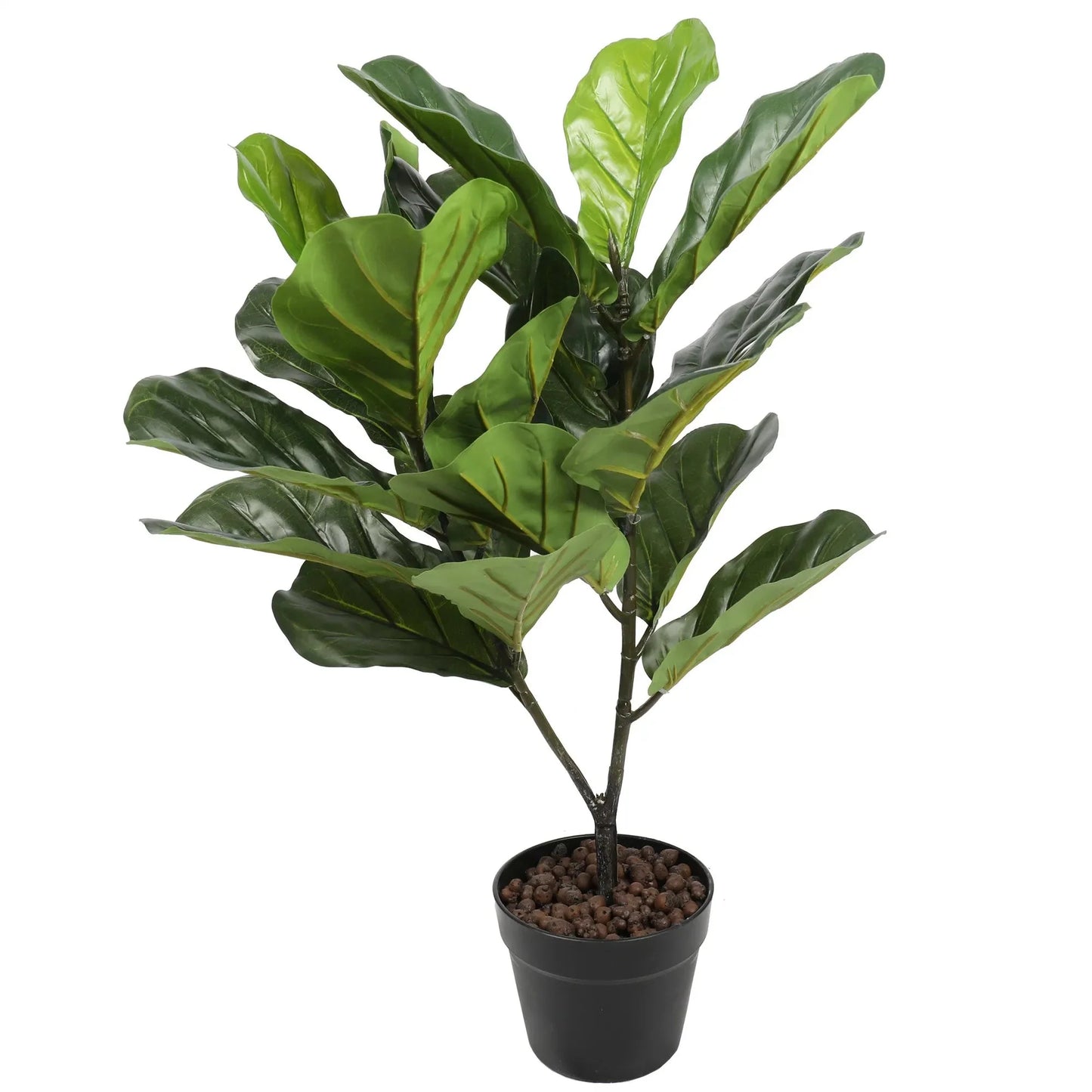 Fiddle Leaf Fig Tree Indoor Homefactory