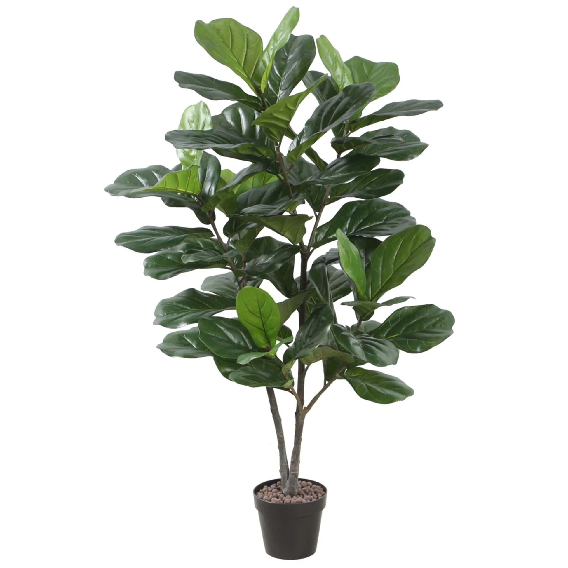 Fiddle Leaf Fig Tree Indoor Homefactory