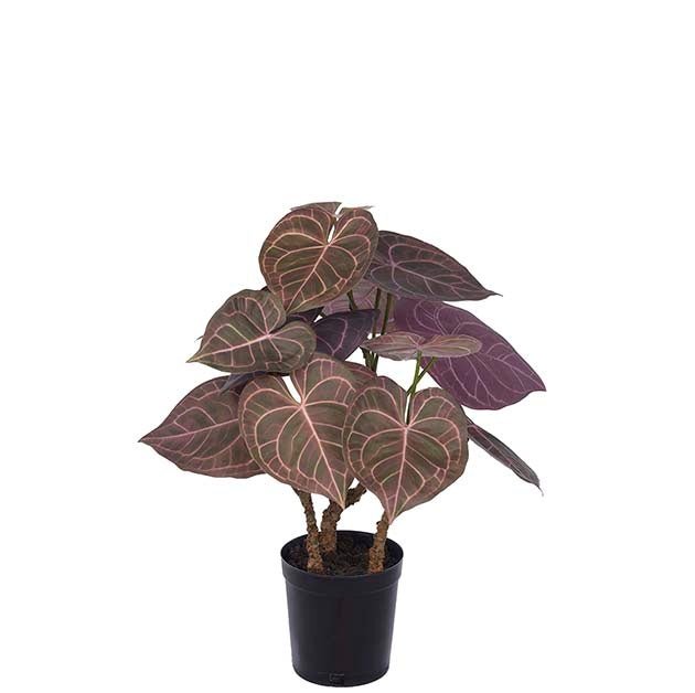 Anthurium