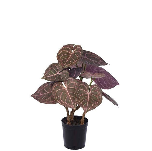 Anthurium
