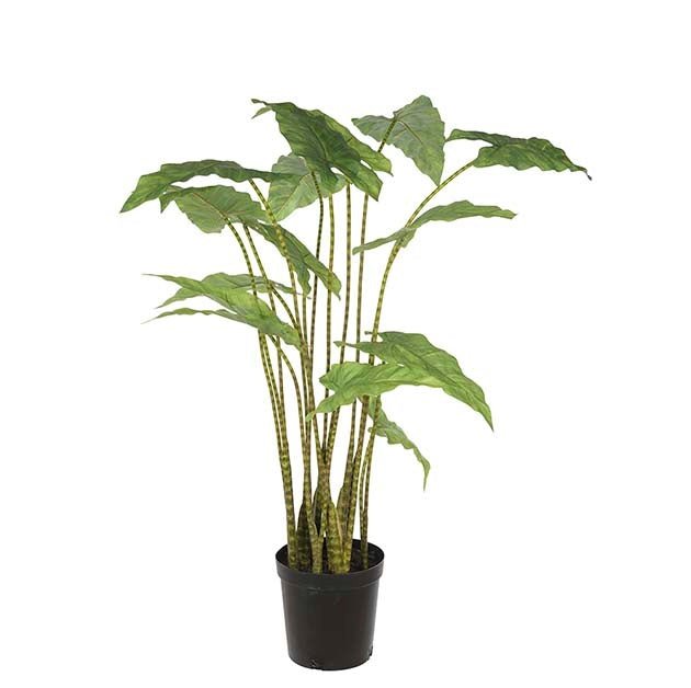 Alocasia Zebrina