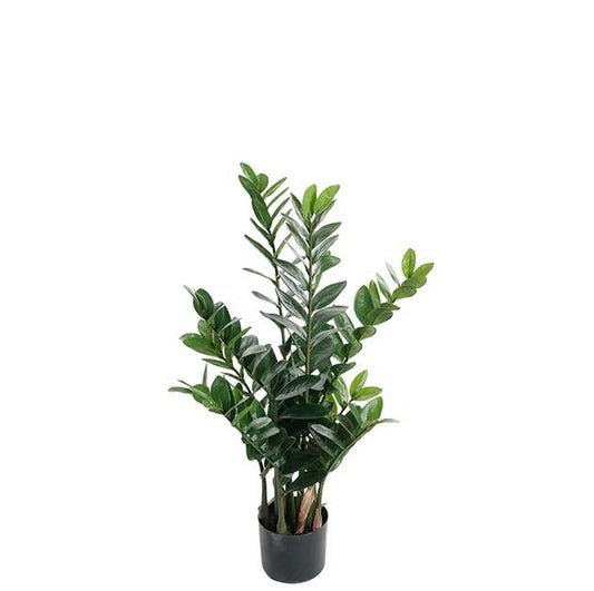 Zamifolia
