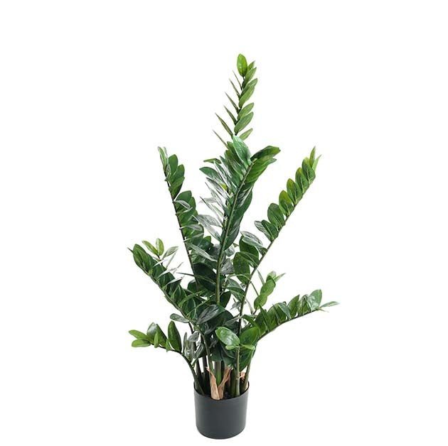 Zamifolia