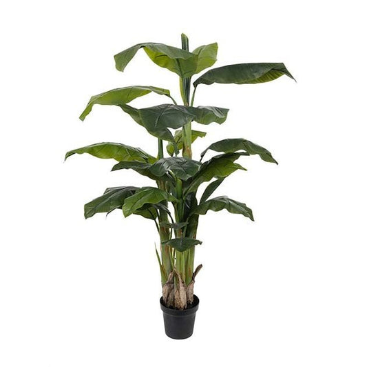 Banantre