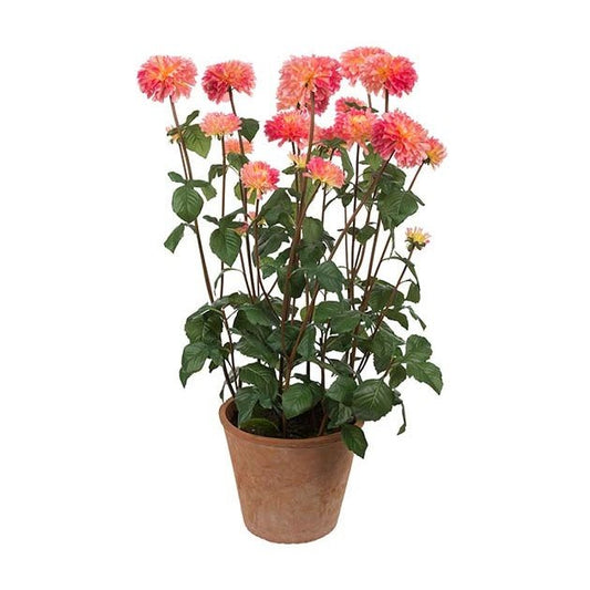 Dahlia