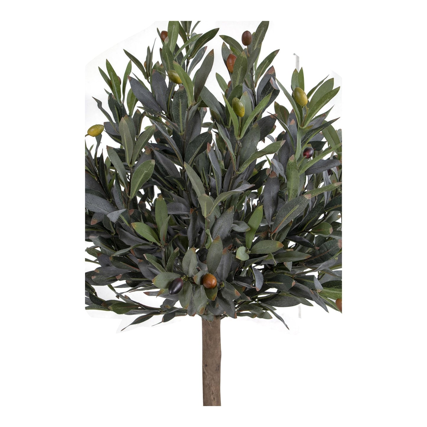 Oliventre