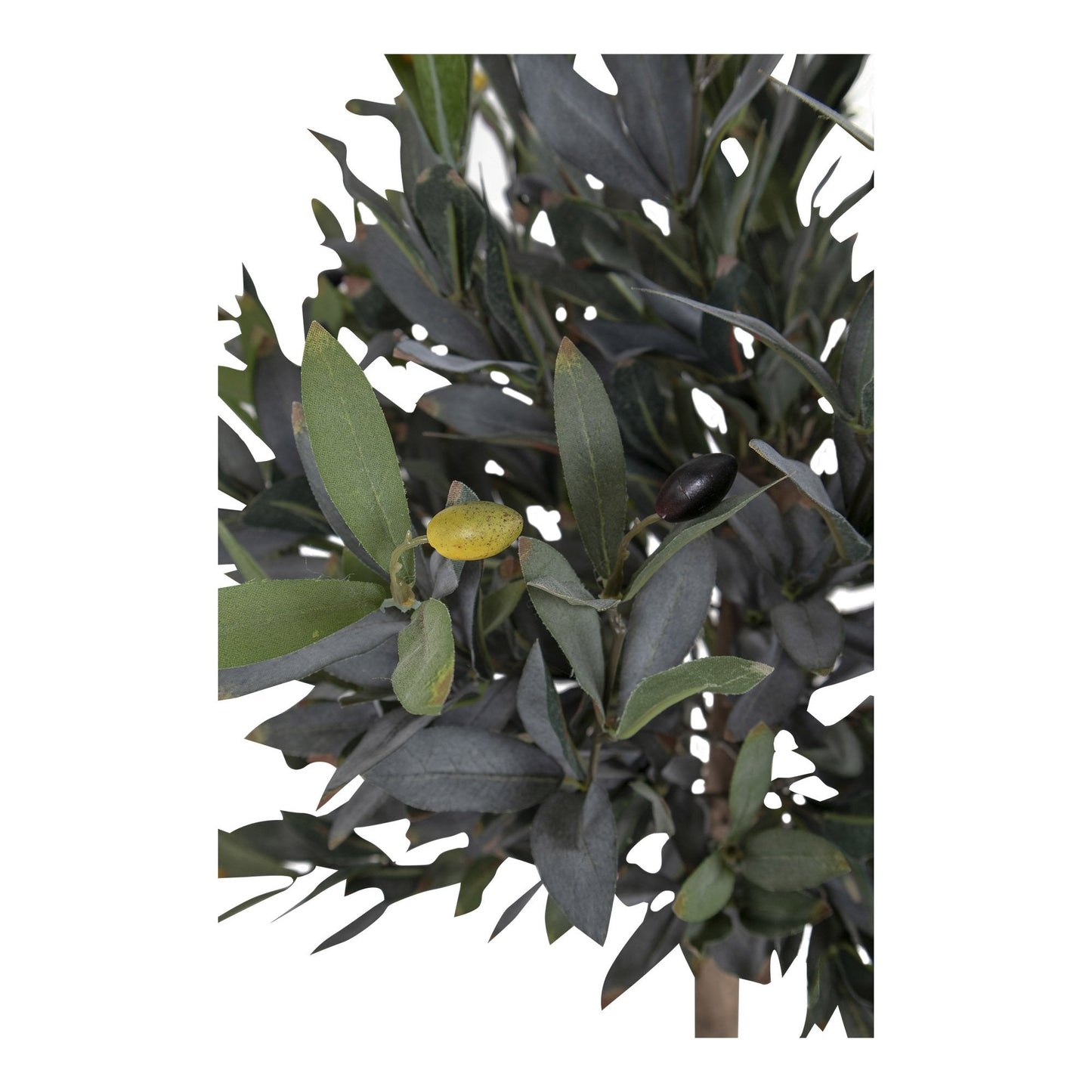Oliventre