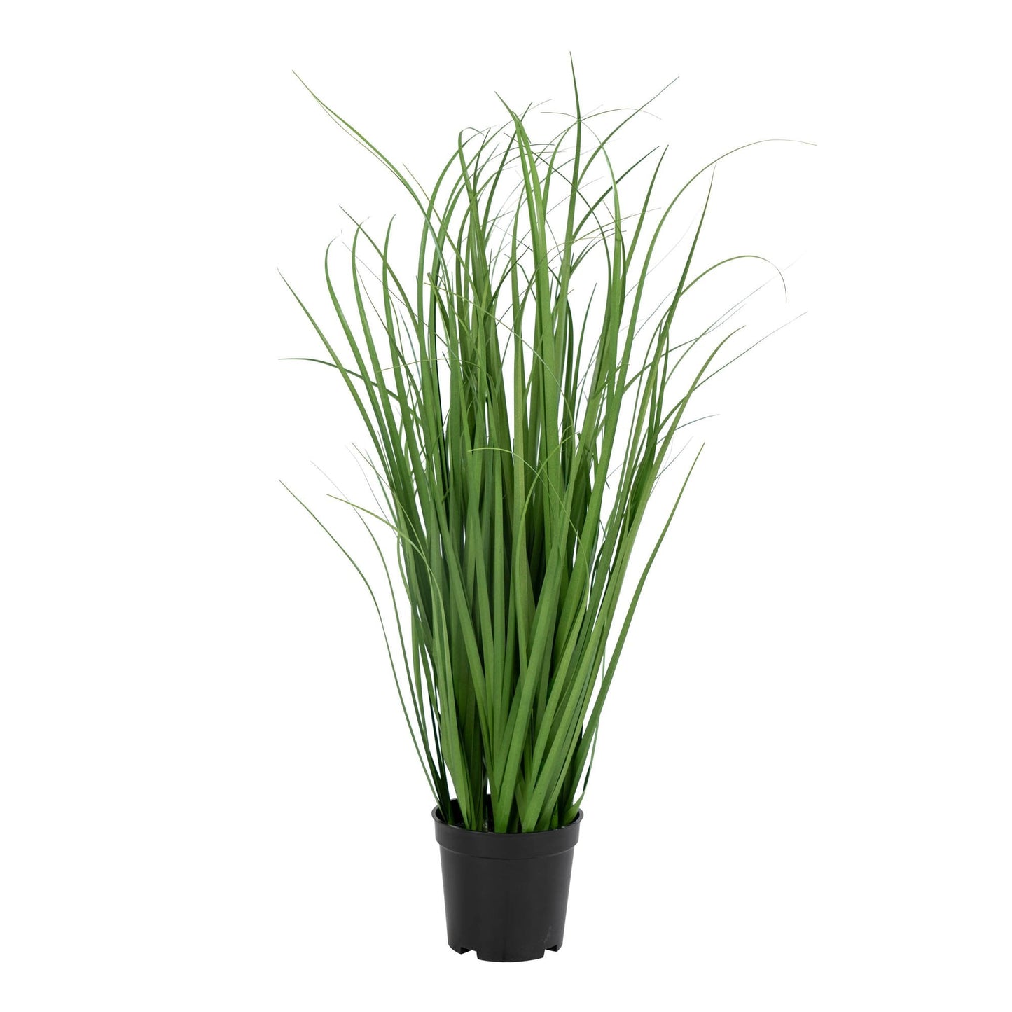 Poa Gress