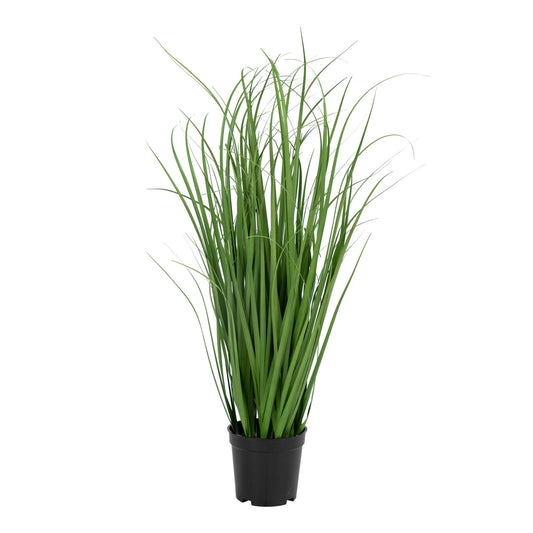 Poa Gress