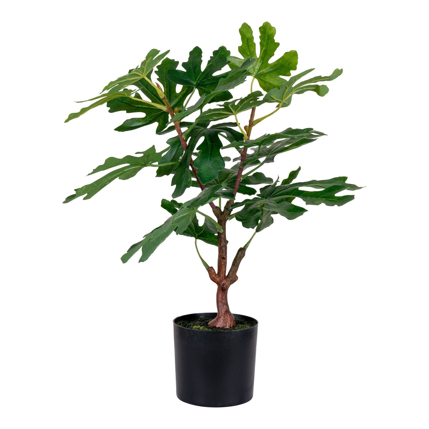 Fikentre