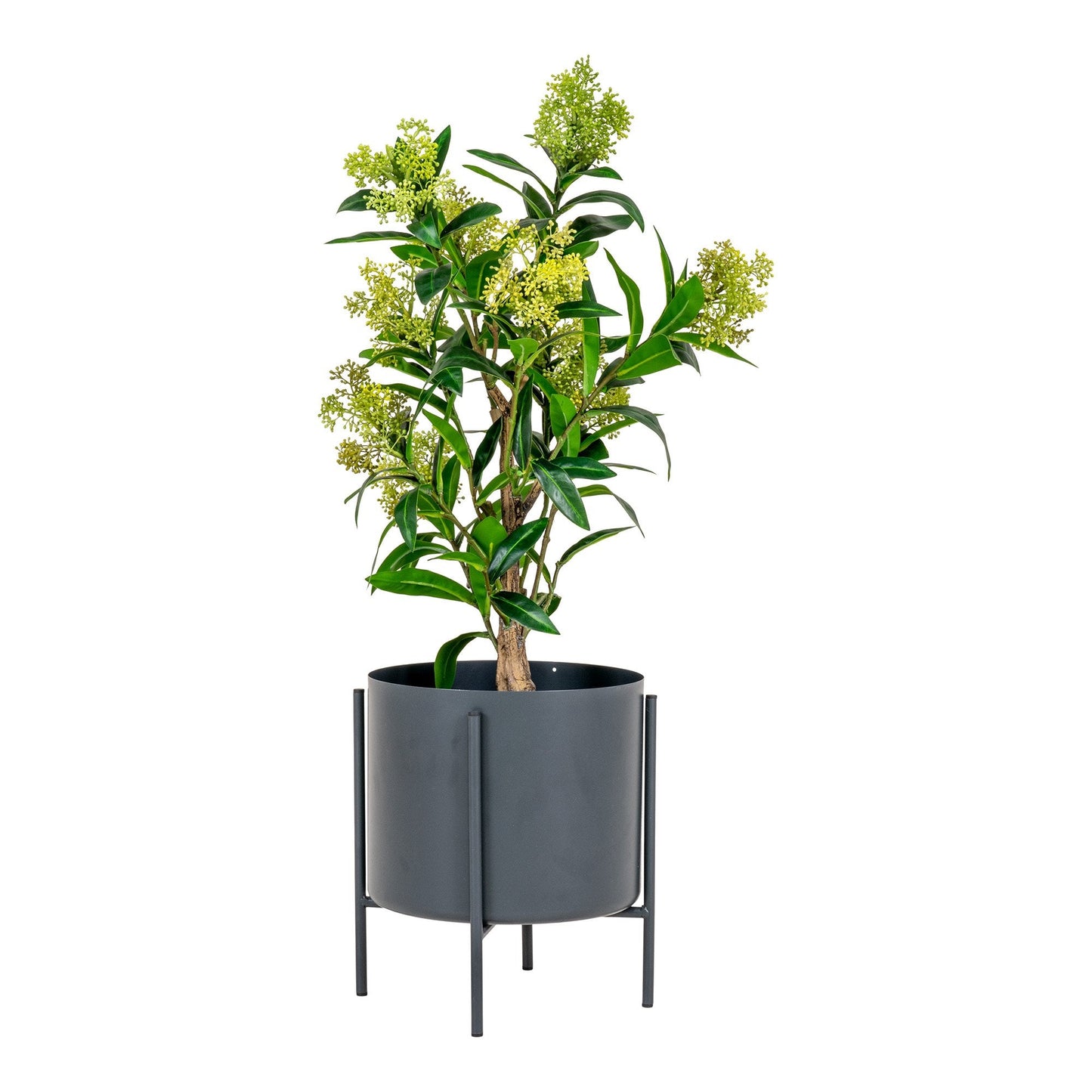 Skimmia Tre