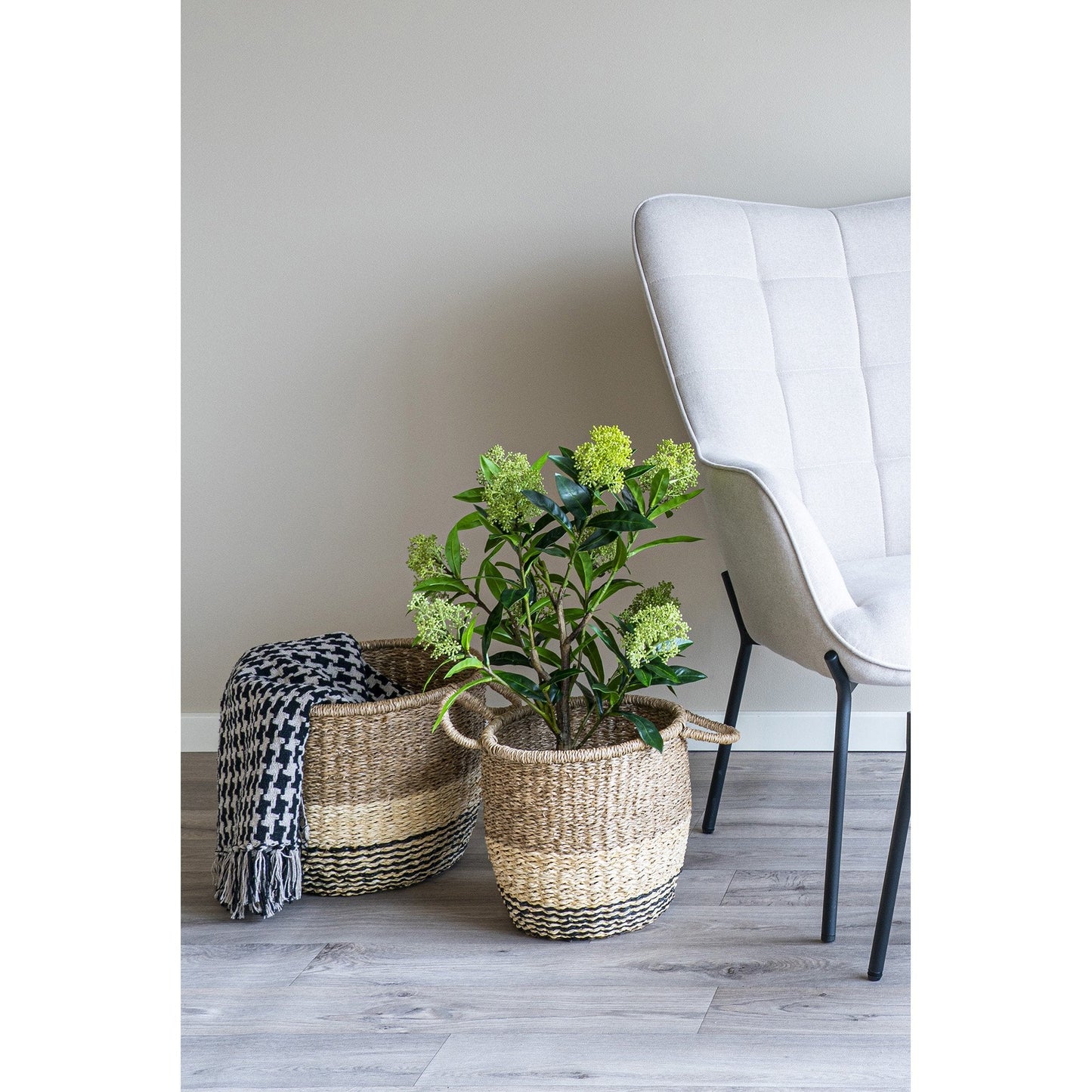Skimmia Tre
