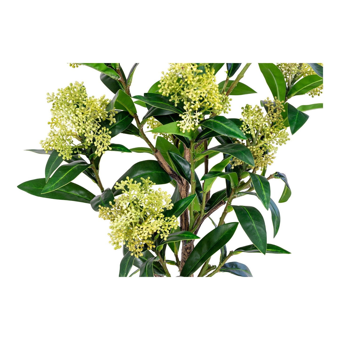 Skimmia Tre