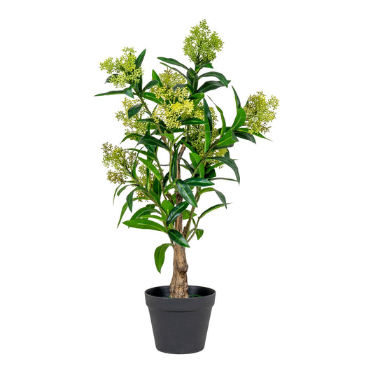 Skimmia Tre