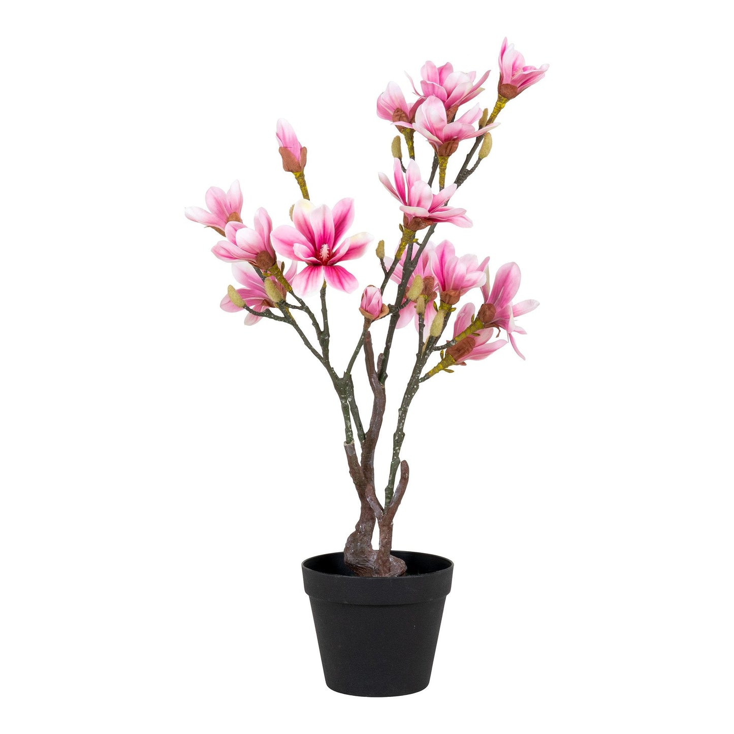 Magnoliatre