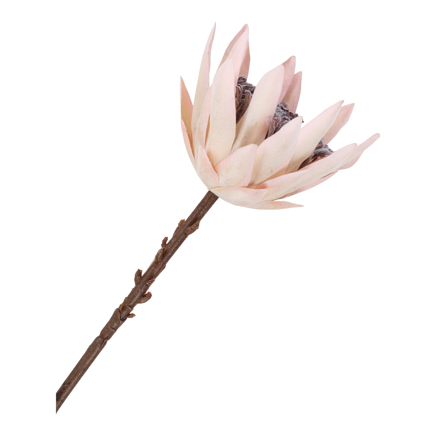 Kongeprotea Bukett