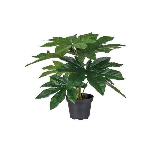 Aralia