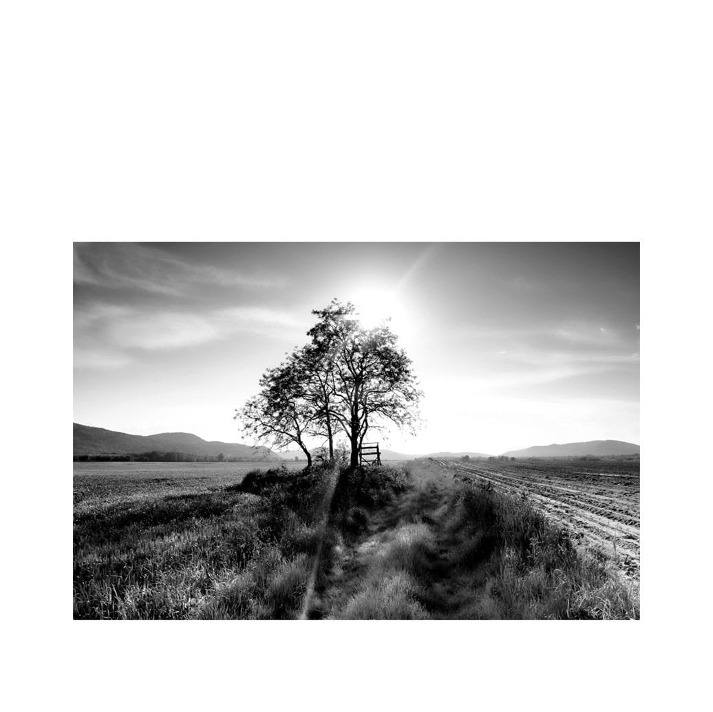 LANDSCAPE TREE - -Artwood -Nordstrand Møbler og Interiør